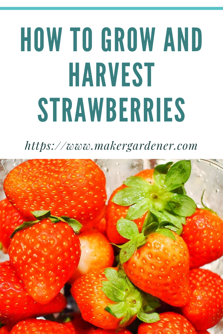 Strawberries How To Grow And Harvest Them - Makergardener