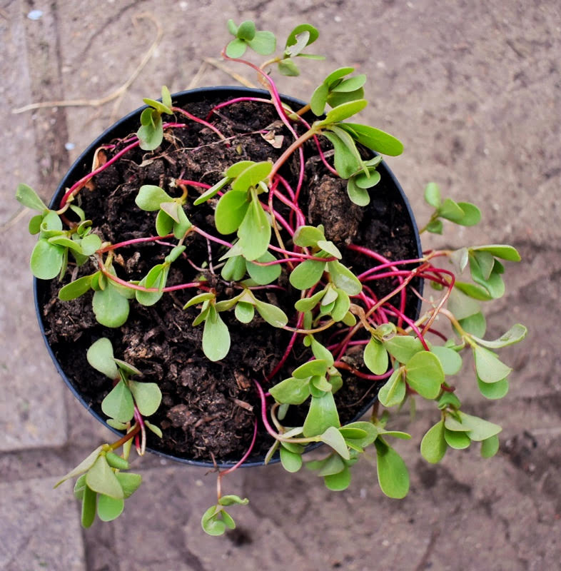 how-to-grow-and-harvest-purslane-makergardener