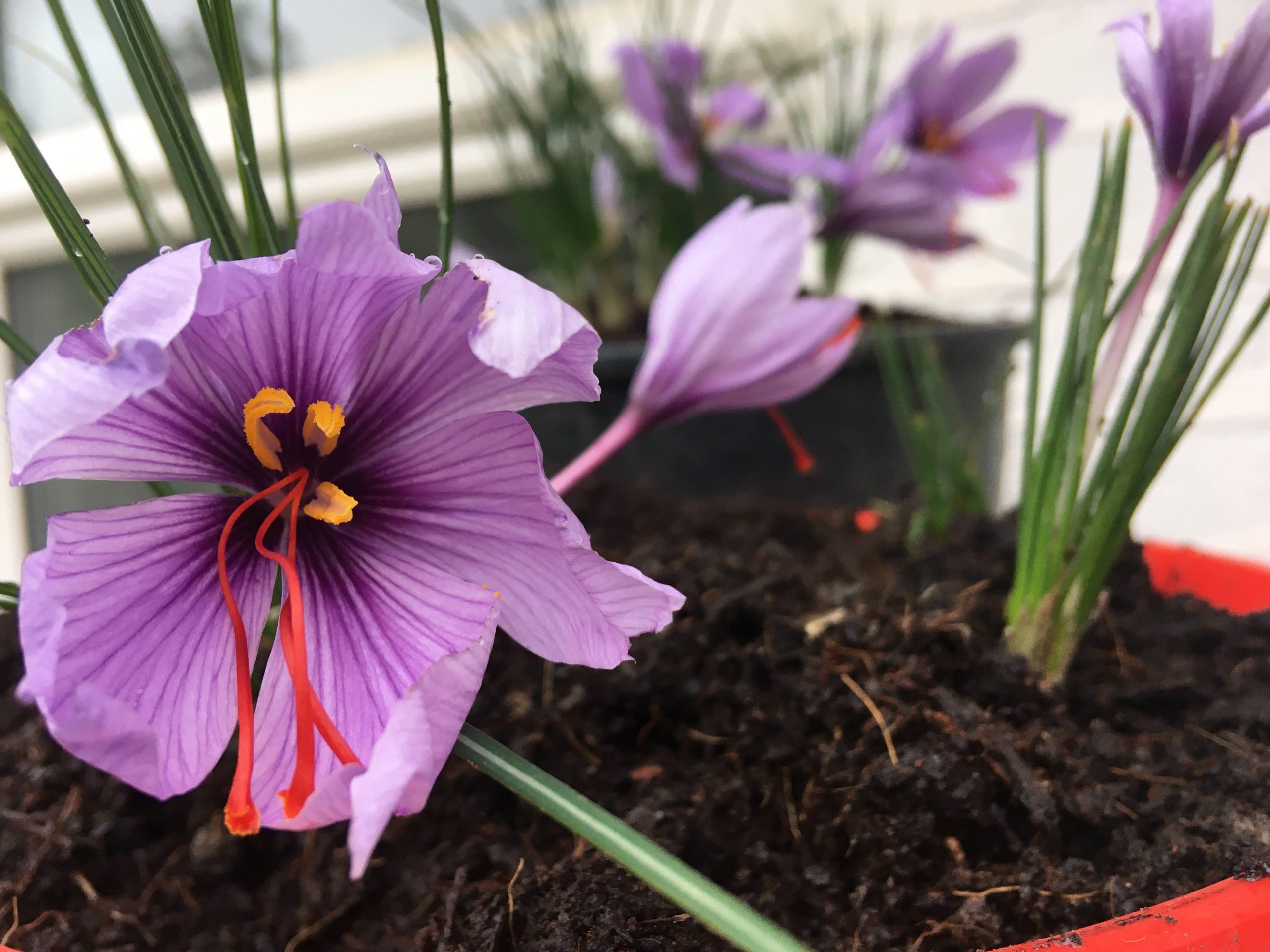 Growing and harvesting saffron at home Maker gardener