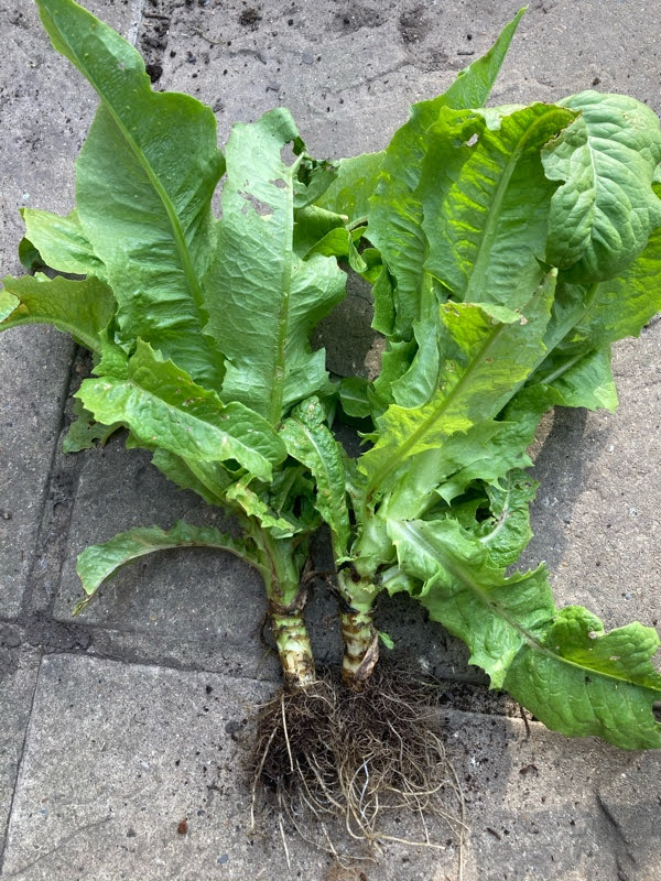 Growing and harvesting Celtuce stem - Makergardener