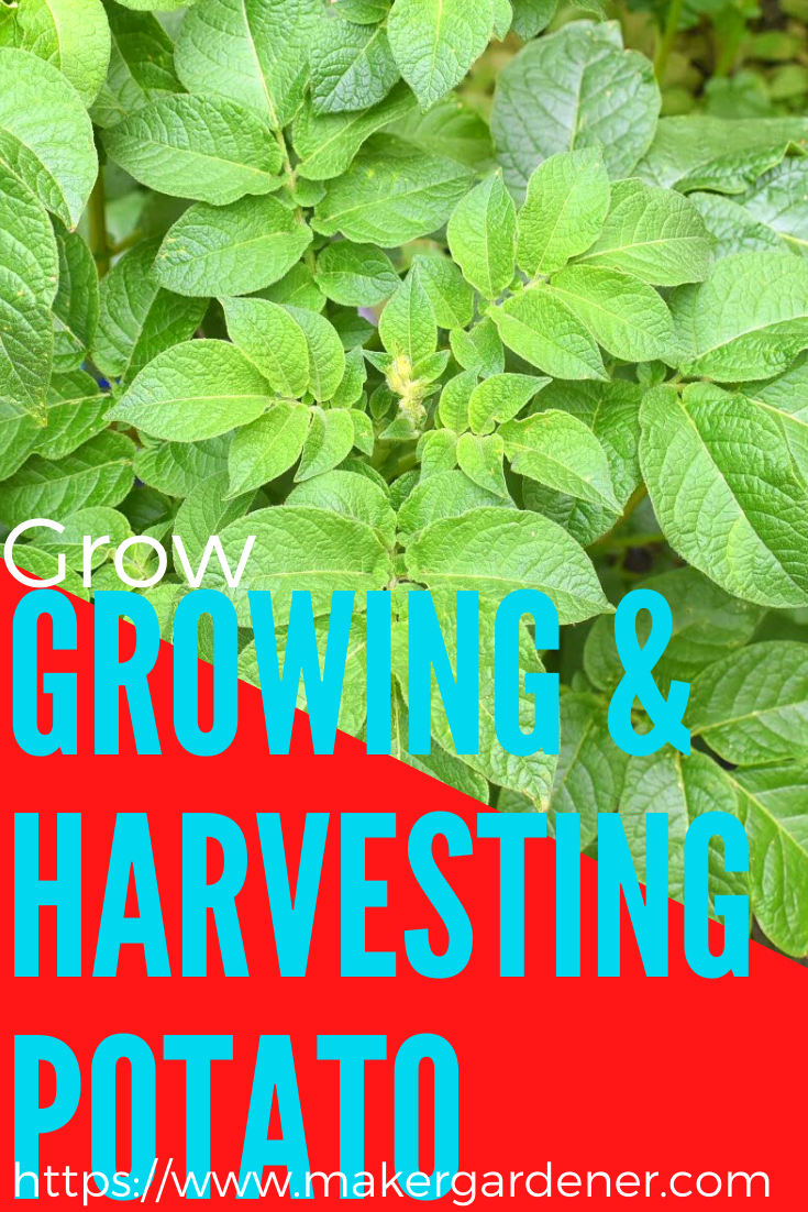 Growing And Harvesting Potatoes - Makergardener