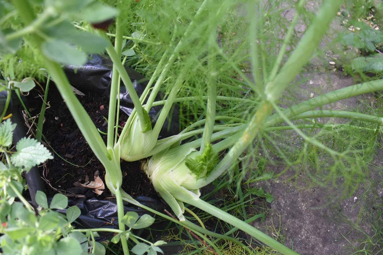 Growing And Harvesting Fennel - Makergardener